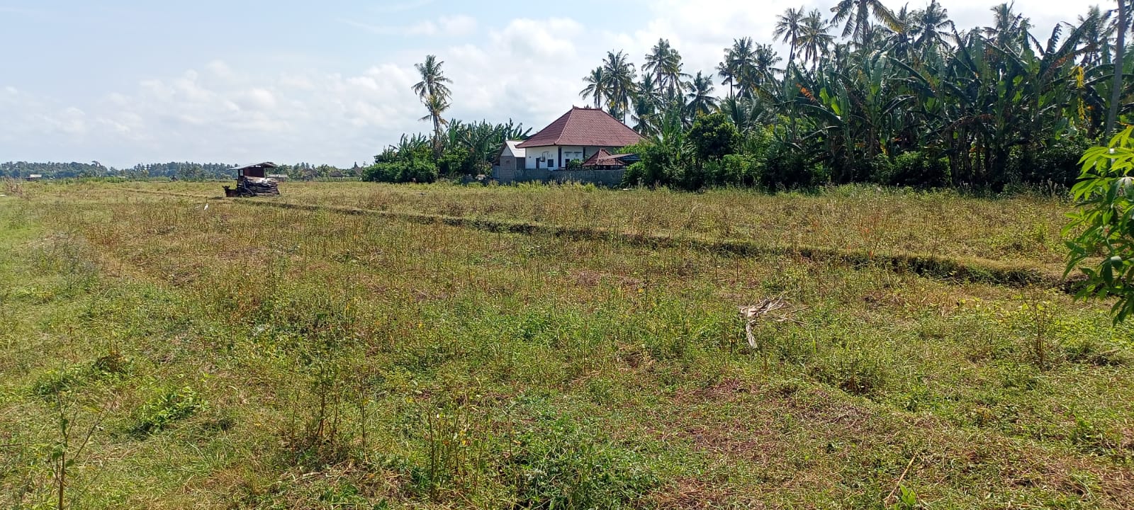 Bendungan Rusak Subak Telepus Dan Jagaraga Berhenti Tanam Padi Warta