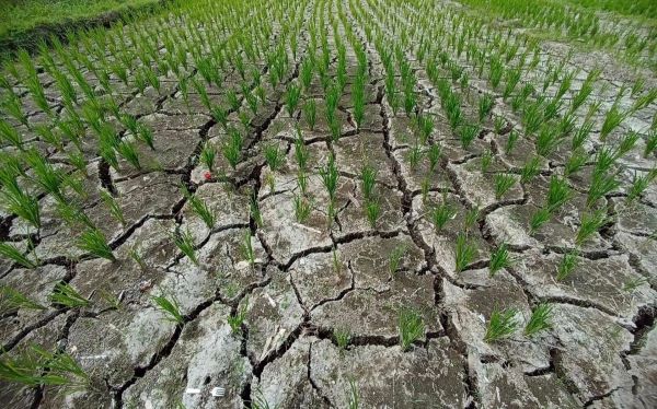 Tanggul Penet Jebol Ratusan Hektar Tanaman Padi Terancam Gagal Panen